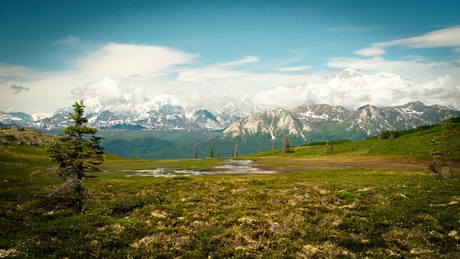 Alpine meadow with a lone spruce below a snowy mountain range